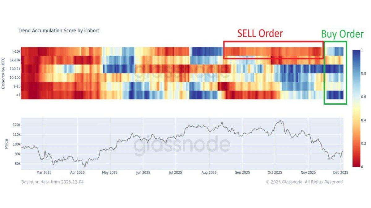 When Every Cohort Buys: What Synchronized Bitcoin Accumulation Really Signals